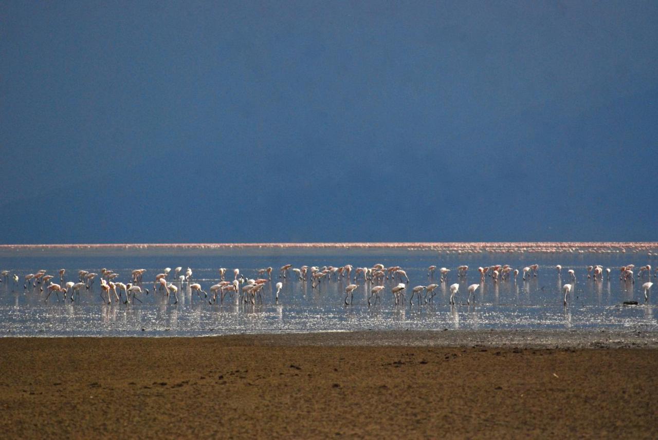 Migunga Tented Camp Mto wa Mbu Eksteriør billede